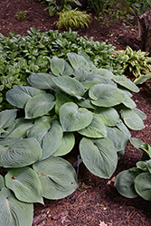 Blue Angel Hosta (Hosta 'Blue Angel') at Lakeshore Garden Centres