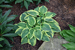 Bedazzled Hosta (Hosta 'Bedazzled') at Lakeshore Garden Centres