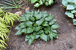 Devon Green Hosta (Hosta 'Devon Green') at Lakeshore Garden Centres