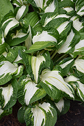 Allegan Fog Hosta (Hosta 'Allegan Fog') at Lakeshore Garden Centres