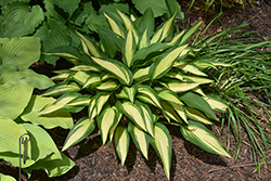 Glamour Hosta (Hosta 'Glamour') at Lakeshore Garden Centres
