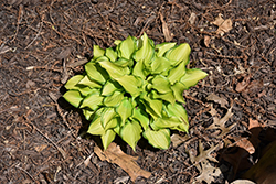 Cracker Crumbs Hosta (Hosta 'Cracker Crumbs') at Lakeshore Garden Centres