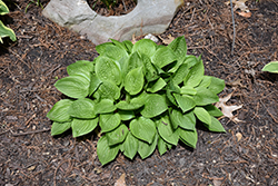 Quilting Bee Hosta (Hosta 'Quilting Bee') at Lakeshore Garden Centres