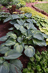 Guardian Angel Hosta (Hosta 'Guardian Angel') at Lakeshore Garden Centres