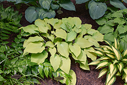 Prairie Moon Hosta (Hosta 'Prairie Moon') at Lakeshore Garden Centres