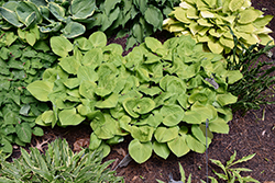 Vanilla Cream Hosta (Hosta 'Vanilla Cream') at Lakeshore Garden Centres
