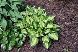 Whirlwind Hosta (Hosta 'Whirlwind') at Lakeshore Garden Centres