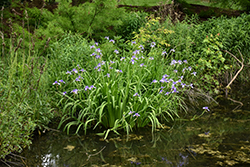 Blue Flag Iris (Iris versicolor) at Lakeshore Garden Centres