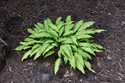 Pineapple Upside Down Cake Hosta (Hosta 'Pineapple Upside Down Cake') at Lakeshore Garden Centres