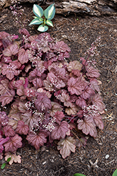 Georgia Peach Coral Bells (Heuchera 'Georgia Peach') at Lakeshore Garden Centres