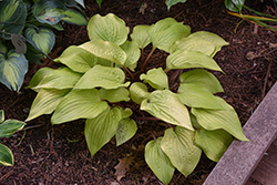 Designer Genes Hosta (Hosta 'Designer Genes') at Lakeshore Garden Centres