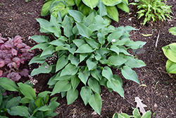 Dewed Steel Hosta (Hosta 'Dewed Steel') at Lakeshore Garden Centres
