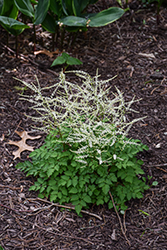 Chantilly Lace Goatsbeard (Aruncus 'Chantilly Lace') at Lakeshore Garden Centres