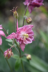 Winky Rose Columbine (Aquilegia 'Winky Rose') at Lakeshore Garden Centres