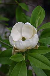 Moonglow Sweetbay Magnolia (Magnolia virginiana 'Jim Wilson') at Lakeshore Garden Centres