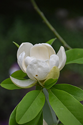 Glauca Sweetbay Magnolia (Magnolia virginiana 'Glauca') at Lakeshore Garden Centres