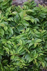 Jacqueline Hillier Elm (Ulmus 'Jacqueline Hillier') at Lakeshore Garden Centres