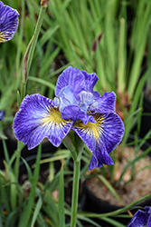 Cape Cod Boys Siberian Iris (Iris sibirica 'Cape Cod Boys') at Lakeshore Garden Centres