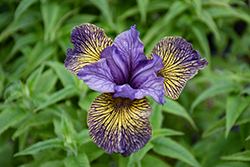 Purring Tiger Siberian Iris (Iris sibirica 'Purring Tiger') at Lakeshore Garden Centres