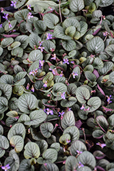 Silver Gem Pansy (Viola walteri 'Silver Gem') at Lakeshore Garden Centres