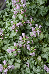 Pink Pewter Spotted Dead Nettle (Lamium maculatum 'Pink Pewter') at Lakeshore Garden Centres
