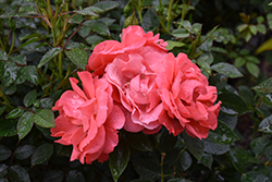 First Editions Patriot Dream Rose (Rosa 'BAIdre') at Lakeshore Garden Centres