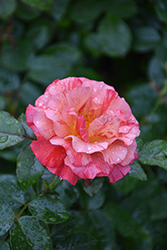 Frida Kahlo Rose (Rosa 'WEKcifrabaun') at Lakeshore Garden Centres