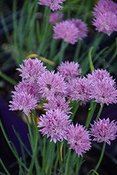 Rising Star Chives (Allium schoenoprasum 'Rising Star') at Lakeshore Garden Centres