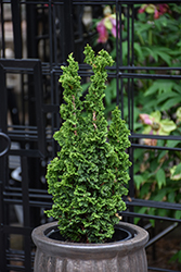 Primo Arborvitae (Thuja occidentalis 'IslPrim') at Lakeshore Garden Centres