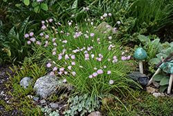 Rising Star Chives (Allium schoenoprasum 'Rising Star') at Lakeshore Garden Centres