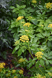 Golden Alexander (Zizia aurea) at Lakeshore Garden Centres