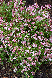 Yuki Kabuki Deutzia (Deutzia 'Yuki Kabuki') at Lakeshore Garden Centres