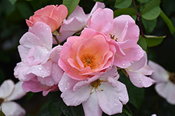 Peachy Knock Out Rose (Rosa 'Radgor') at Lakeshore Garden Centres