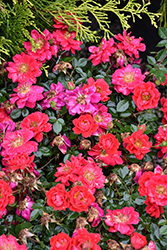 Oso Easy Urban Legend Rose (Rosa 'ChewPatout') at Lakeshore Garden Centres