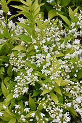 Chardonnay Pearls Deutzia (Deutzia gracilis 'Duncan') at Lakeshore Garden Centres