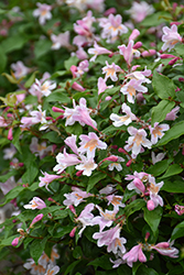 Jolene Jolene Beautybush (Kolkwitzia amabilis 'SMNKADTF') at Lakeshore Garden Centres