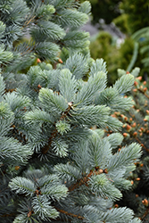 Baby Blue Blue Spruce (Picea pungens 'Baby Blue') at Lakeshore Garden Centres