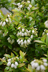 BerryBux Lowbush Blueberry (Vaccinium 'Zf08095') at Lakeshore Garden Centres