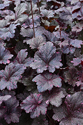 Midnight Rose Coral Bells (Heuchera 'Midnight Rose') at Lakeshore Garden Centres