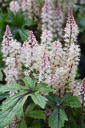 Pink Skyrocket Foamflower (Tiarella 'Pink Skyrocket') at Lakeshore Garden Centres