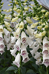 Dalmatian White Foxglove (Digitalis purpurea 'Dalmatian White') at Lakeshore Garden Centres