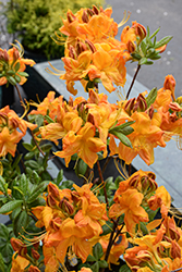 Klondyke Azalea (Rhododendron 'Klondyke') at Lakeshore Garden Centres
