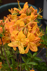 Klondyke Azalea (Rhododendron 'Klondyke') at Lakeshore Garden Centres