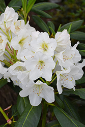 County Of York Rhododendron (Rhododendron 'County Of York') at Lakeshore Garden Centres