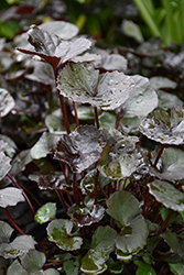 Pandora Rayflower (Ligularia dentata 'Pandora') at Lakeshore Garden Centres