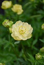Superbus Globeflower (Trollius europaeus 'Superbus') at Lakeshore Garden Centres