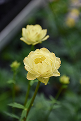 Cheddar Globeflower (Trollius x cultorum 'Cheddar') at Lakeshore Garden Centres