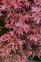Shaina Japanese Maple (Acer palmatum 'Shaina') at Lakeshore Garden Centres