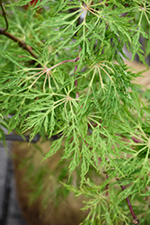 Fairy Lights Dwarf Japanese Maple (Acer palmatum 'Fairy Lights') at Lakeshore Garden Centres