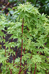 Winter Flame Japanese Maple (Acer palmatum 'Winter Flame') at Lakeshore Garden Centres
